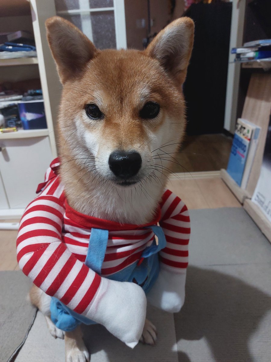 urusub508's tweet photo. #HappyHalloween
 #柴犬が好きすぎるで使っていいよ
 #柴犬アンジュ
☠🎃HappyHalloween🍭🍬 https://t.co/jFNHpftZtT