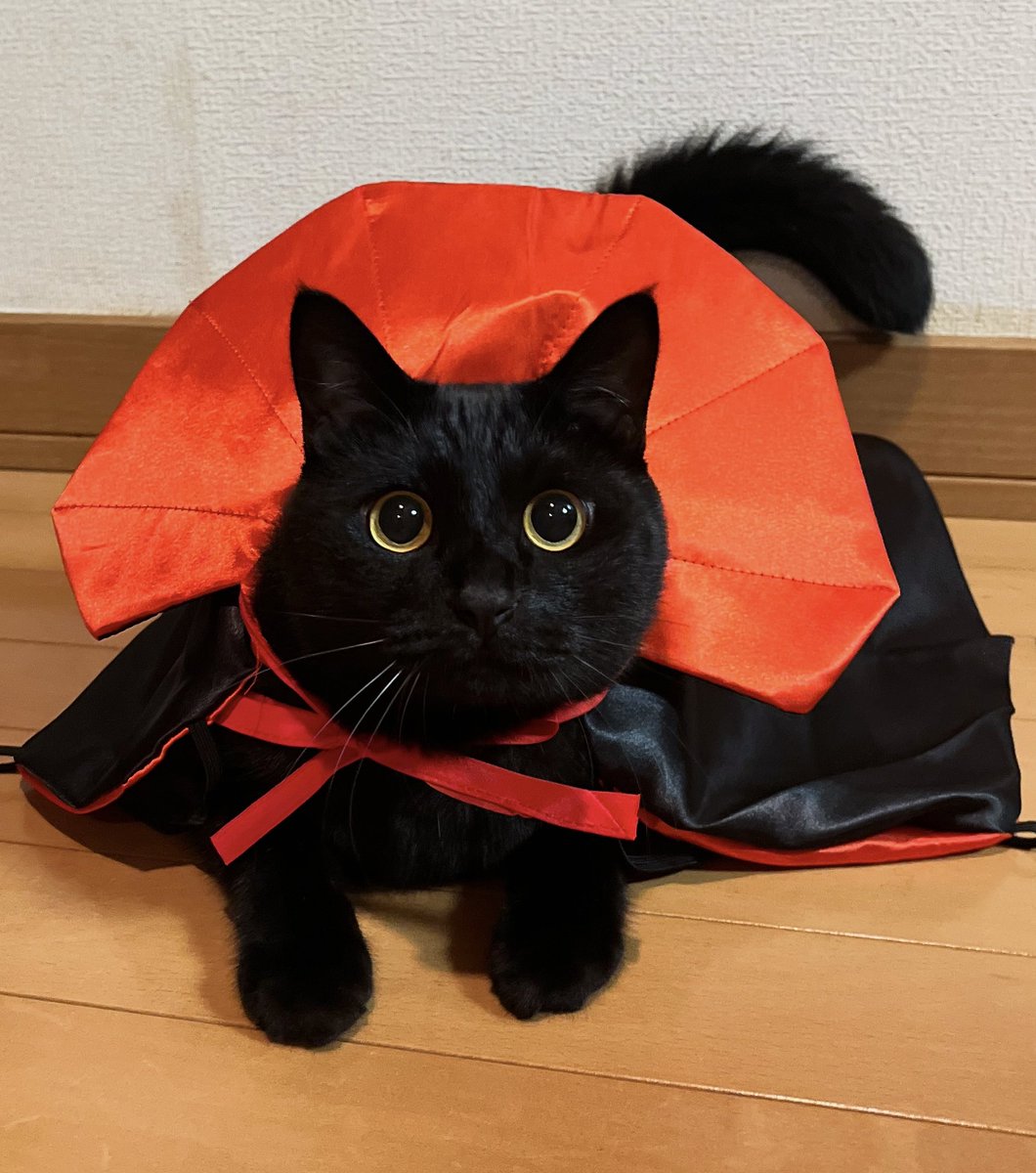 uni_kuroneko's tweet photo. Happy Halloween 🎃🦇🕸

#黒猫 https://t.co/3GkVGkHt9s