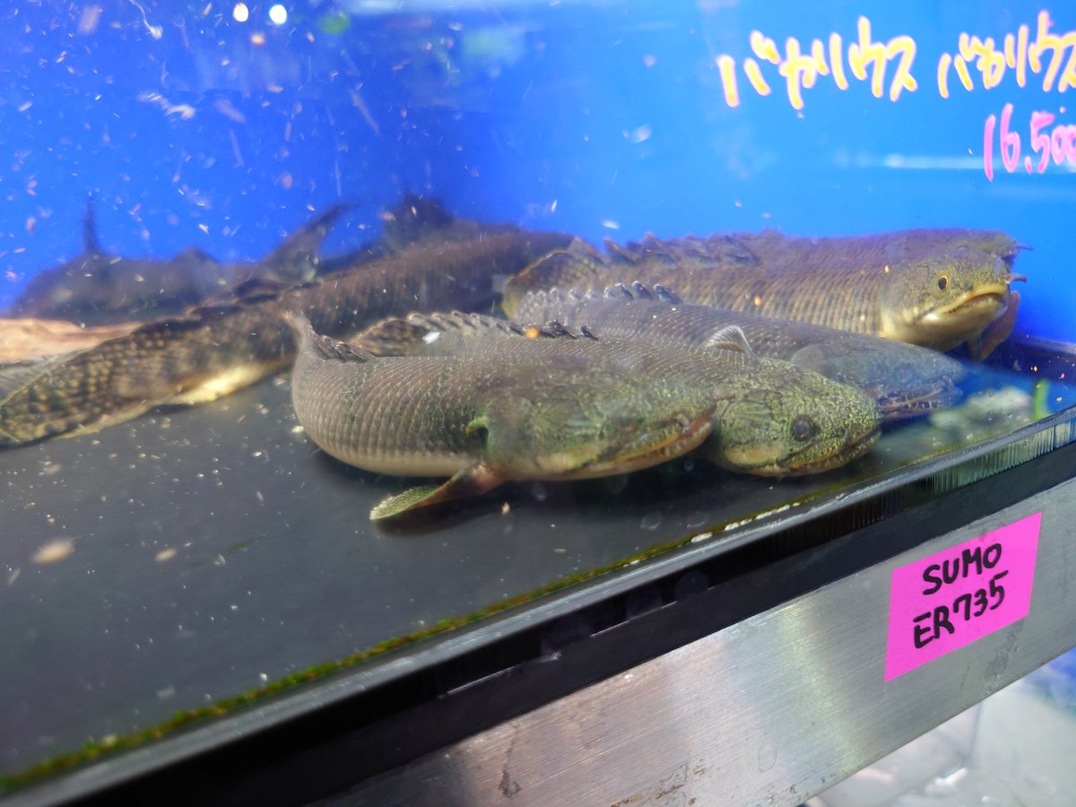 水草ショップ 有）エイチ・ツー