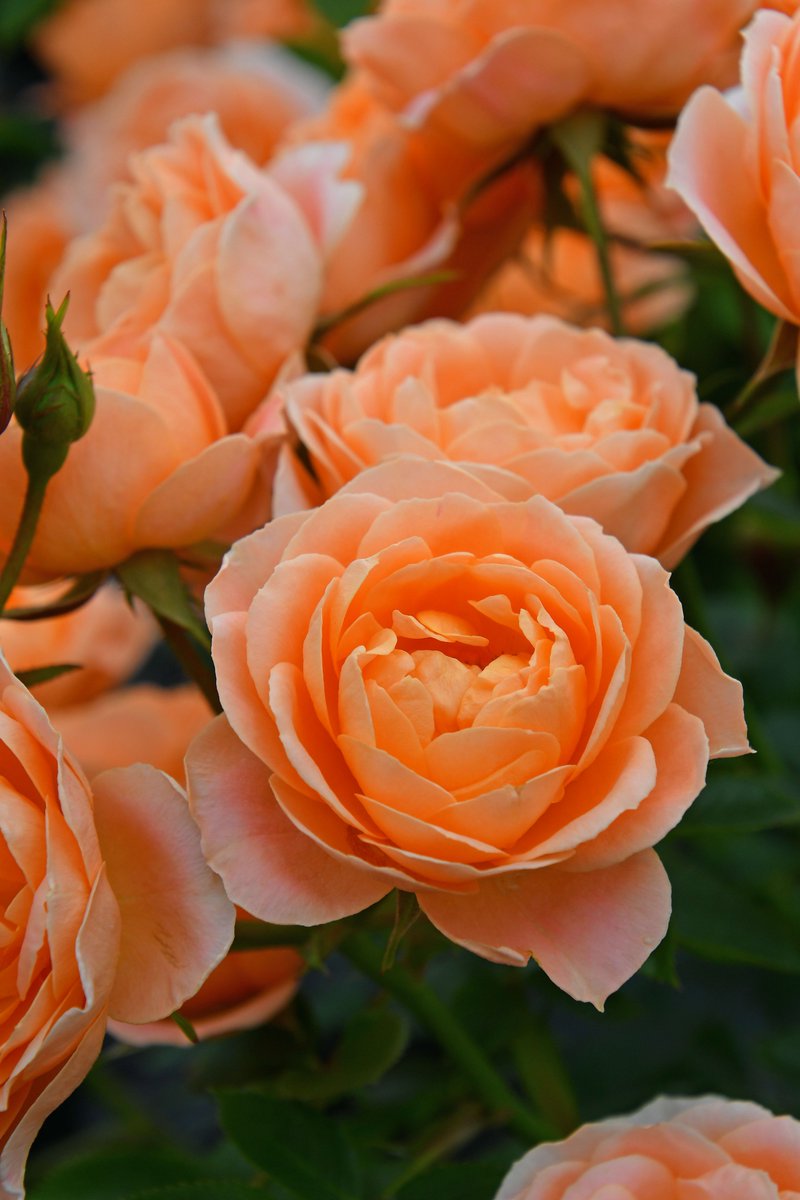 バラの家 公式本店 Rosa Orientis (@rosa_orientis) / Posts / X