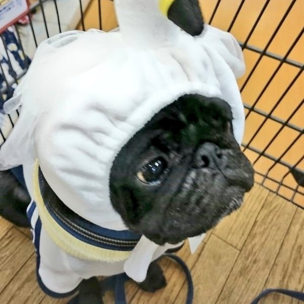 まーくんペーじ ☕まーくん (@34GTRand35GTR) / Posts / X