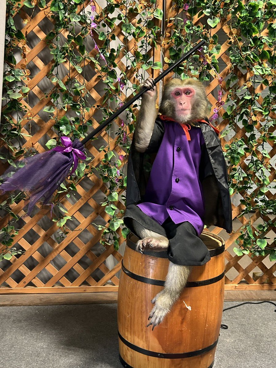 ★ゴン助ページ★ ごんちゃっくTOYS on X