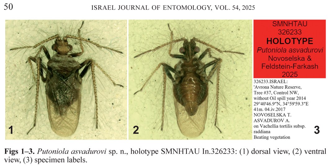 MikeMostovski's tweet photo. First records of the Assassin #bugs Dasycnemini (#Reduviidae: Holoptilinae) in the #Levant and the Phymatinae (Reduviidae) in the #MiddleEast, with description of a #newspecies and an identification key in #OpenAccess: https://t.co/JPAl3IZsVE
#biodiversity #Israel #DNA #phylogeny https://t.co/5C8SXCBrfm