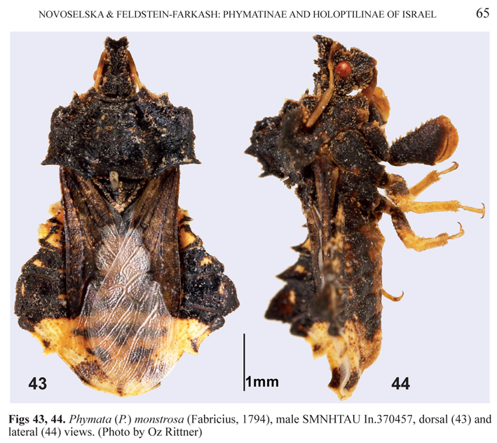 MikeMostovski's tweet photo. First records of the Assassin #bugs Dasycnemini (#Reduviidae: Holoptilinae) in the #Levant and the Phymatinae (Reduviidae) in the #MiddleEast, with description of a #newspecies and an identification key in #OpenAccess: https://t.co/JPAl3IZsVE
#biodiversity #Israel #DNA #phylogeny https://t.co/5C8SXCBrfm