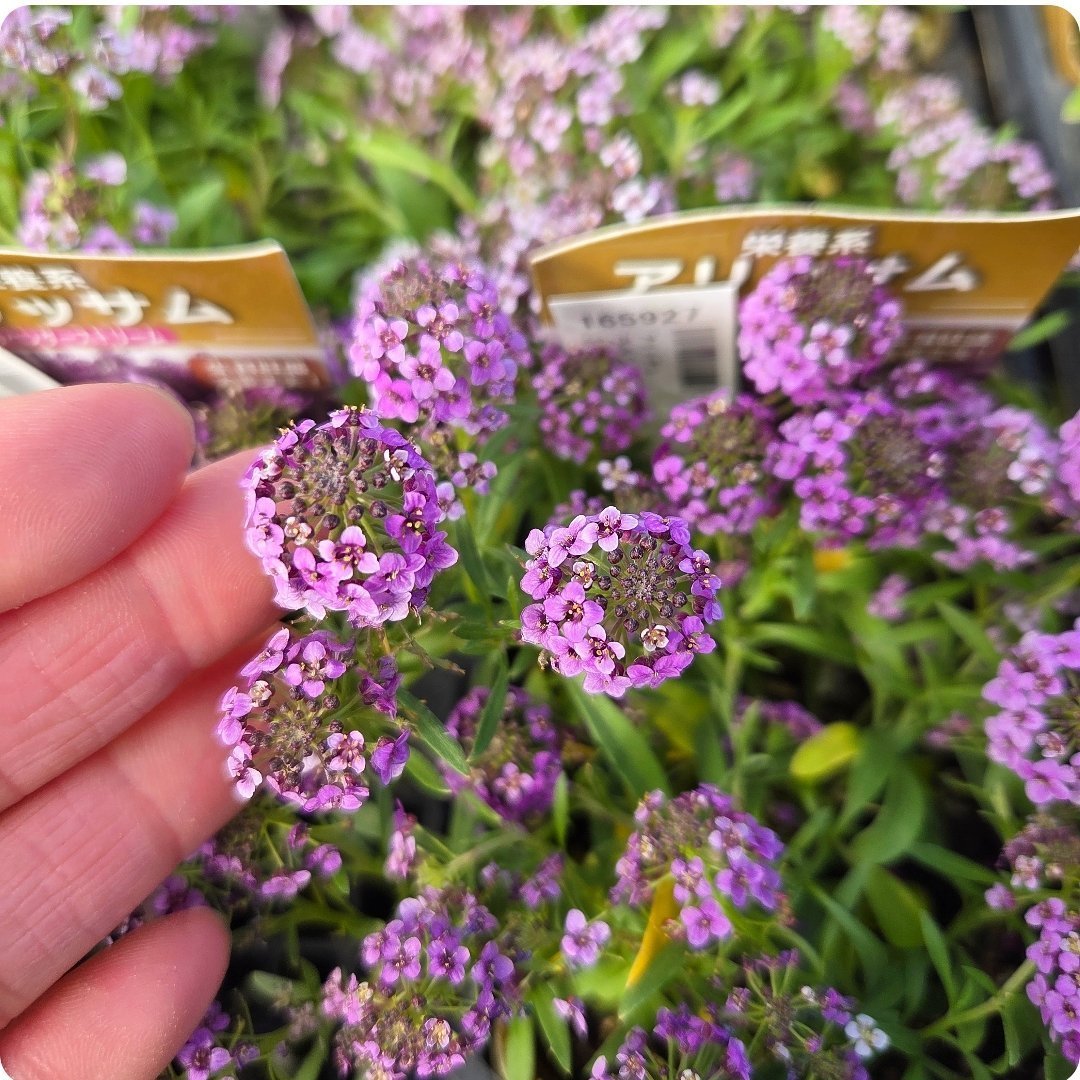 園芸ネット on X