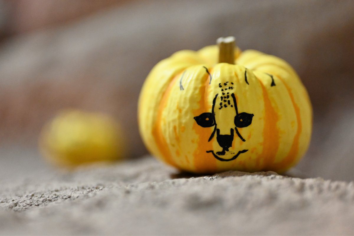 空白寺 (@vanity_temple) on Twitter photo 