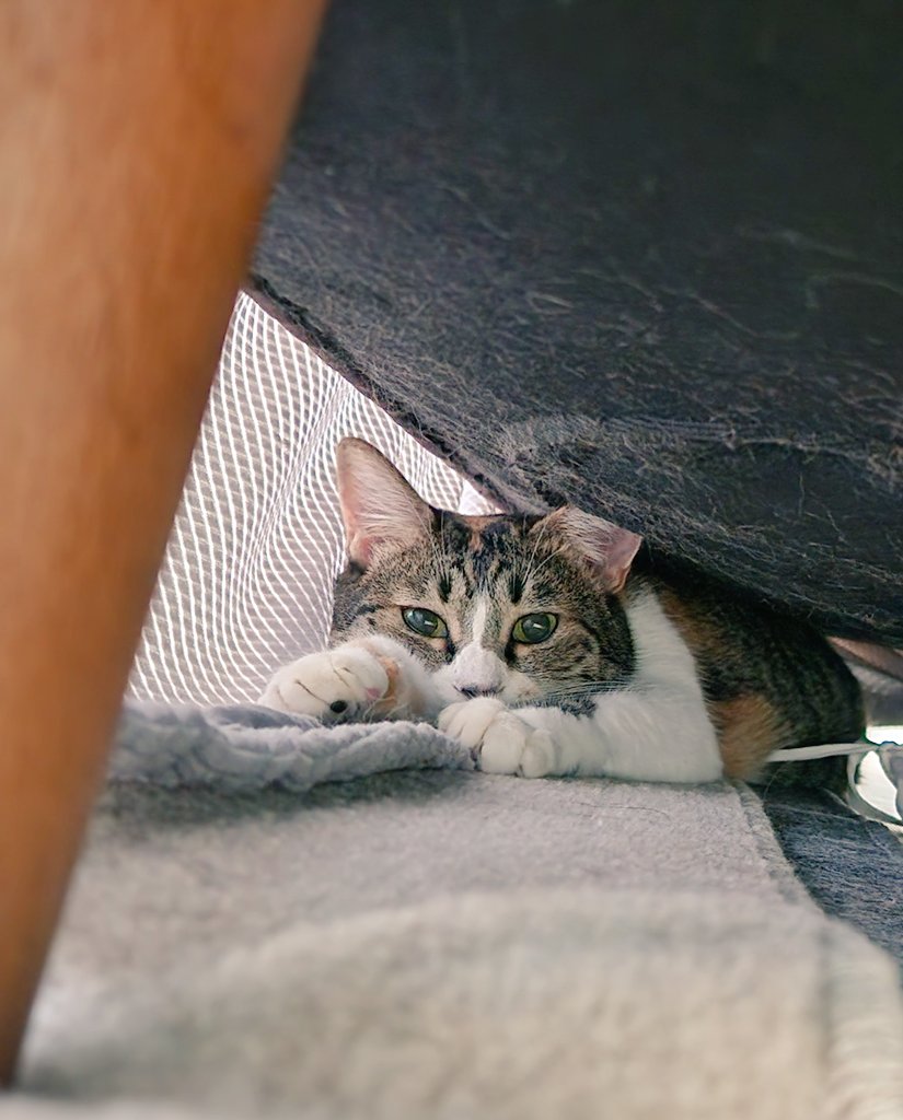 mogu_pero2's tweet image. 秘密の隠れ家  #保護猫  #猫のいる暮らし