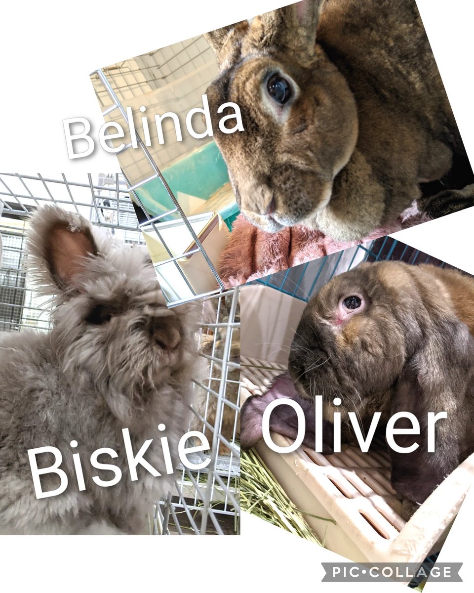 wumper rabbit  うさぎ wumper rabbit うさぎ 干支置物 No.07 うさぎB / 羊毛フェルト