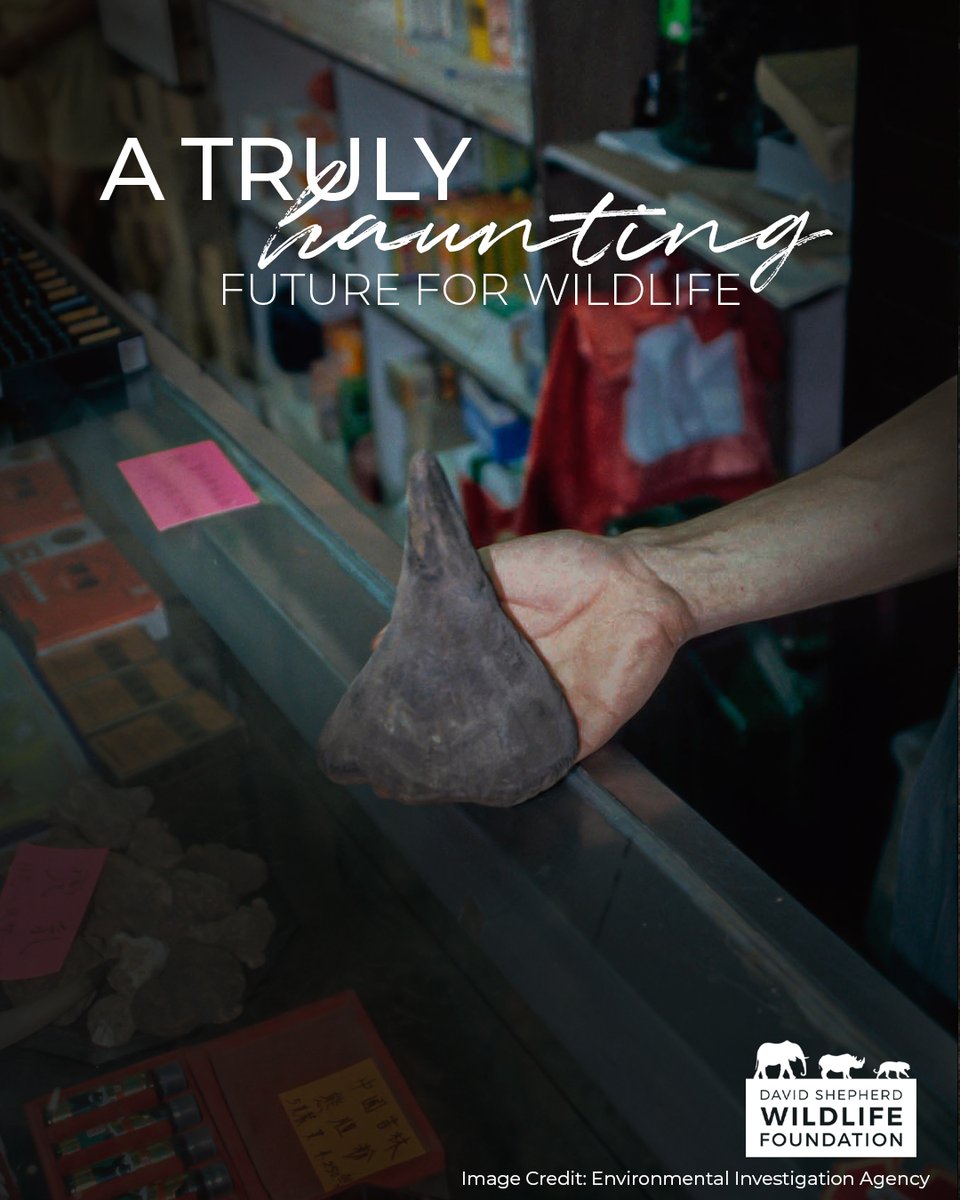 David Shepherd Wildlife Foundation tweet media