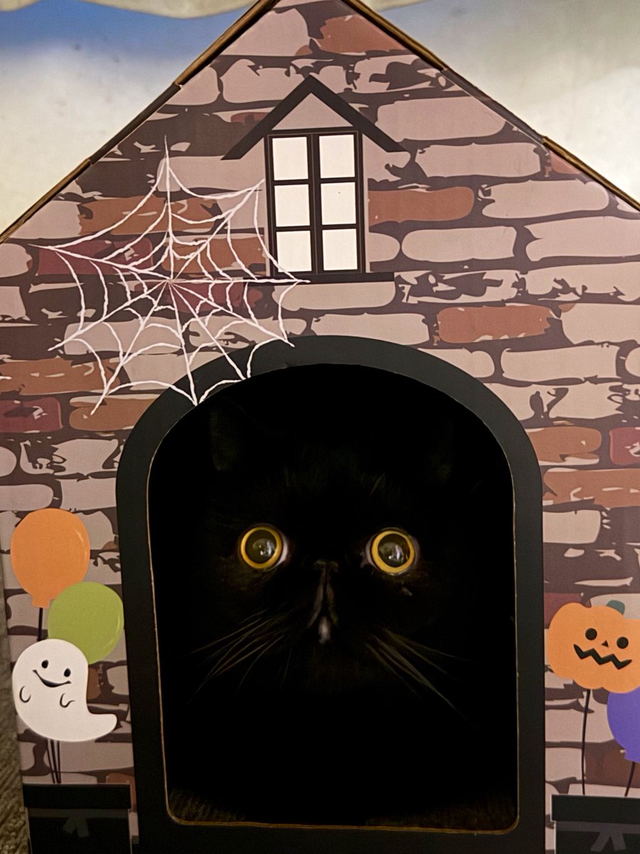 しぃちゃん(*^.^*) しぃちゃん (@shi_chan347) / Posts / X