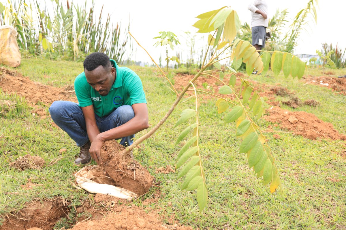 IucnRwanda's tweet image. 🌱 How did you kick off the 2025–2026 national tree planting season? 

Share your planting moments and let’s celebrate every tree that brings us closer to a greener, climate-resilient future! 

🌳 #TreePlanting #Restoration #ClimateAction