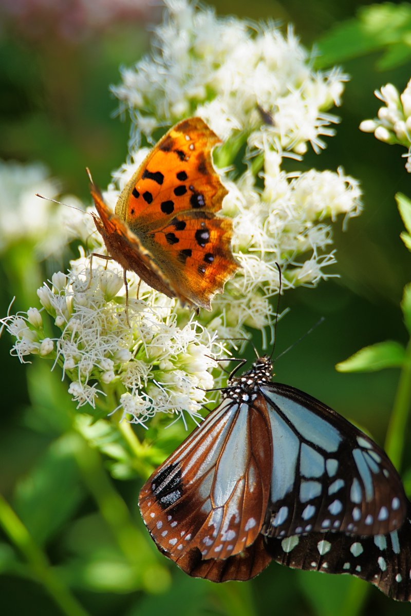 華恋 愁 (@9FD2DxBNIeJ1CmD) / Posts / X