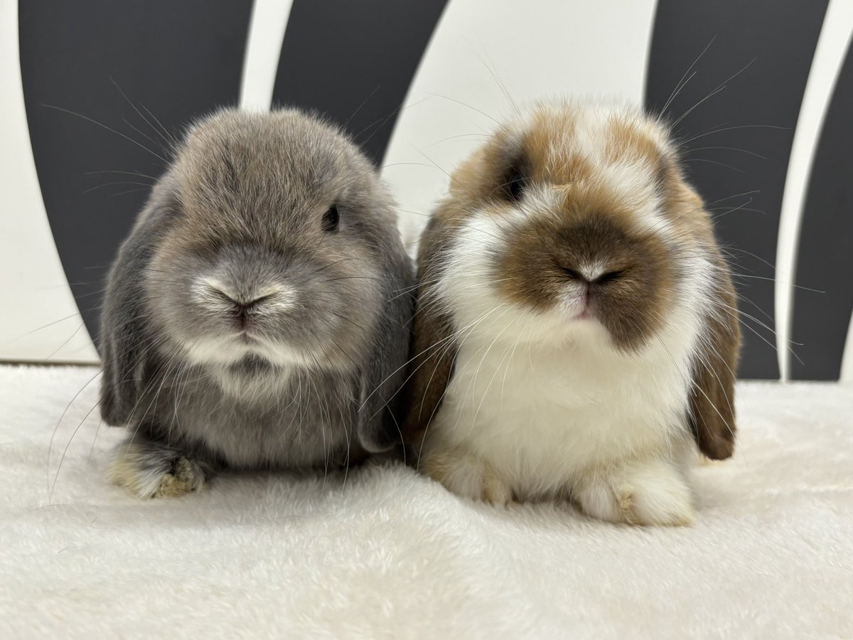 うさぎのしっぽレイクタウン店 on X