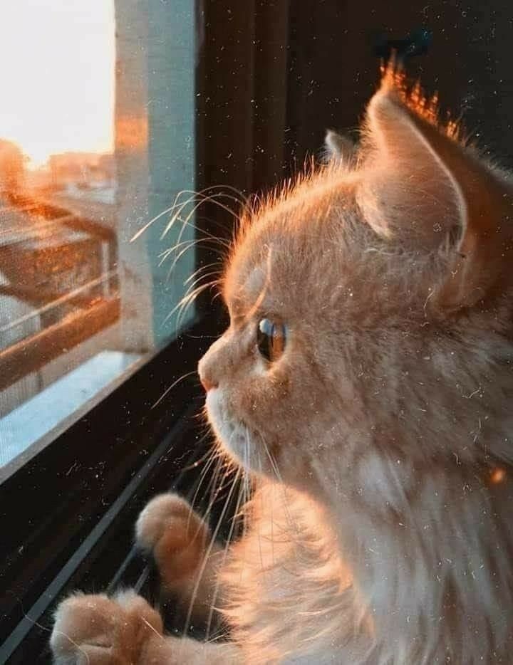 Çekimi sana ait bir kedi fotoğrafı bırak ✨️