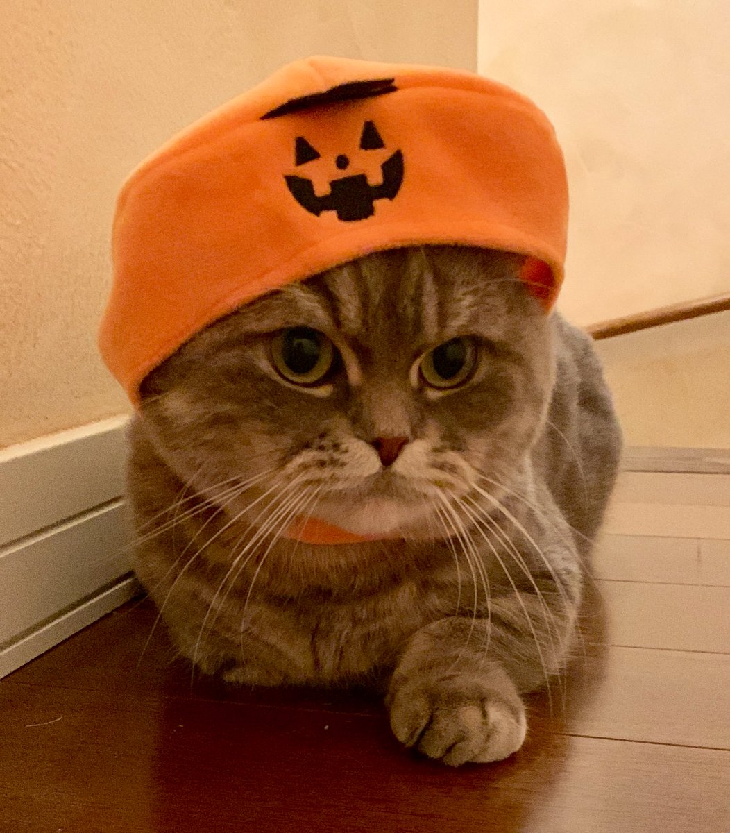 たこやき (@takopi_cat) / Posts / X