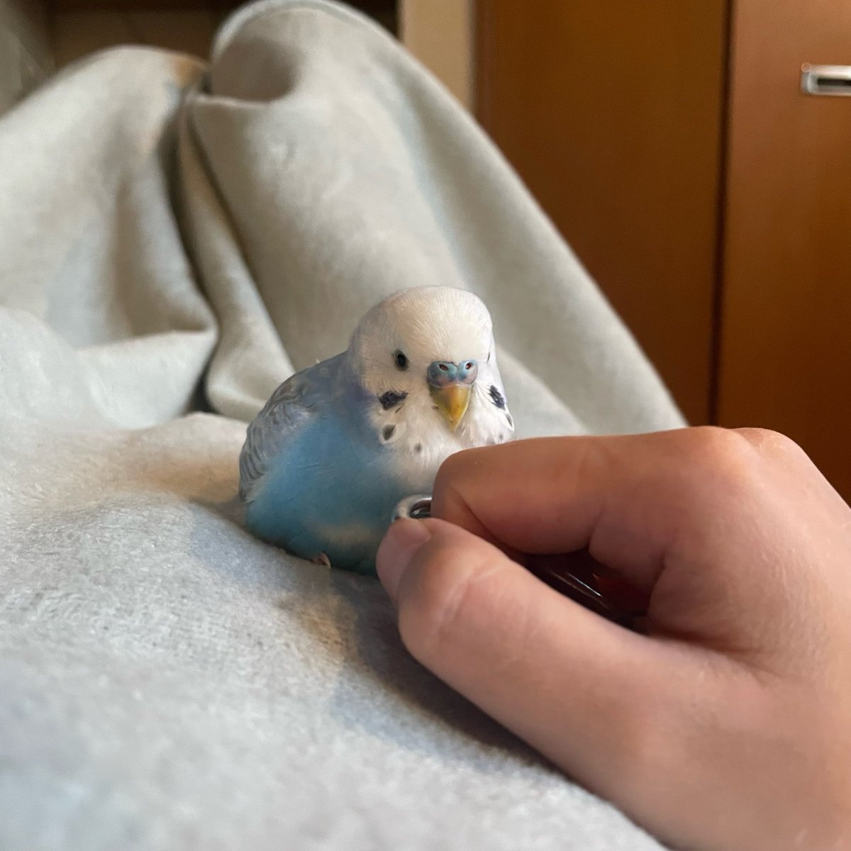 トリ (@44Baybird) / Posts / X