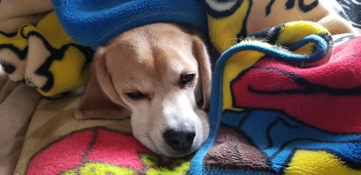 雨の前、15時にお散歩出た‼️
1時間てくてく歩いておうちに着く直前に大粒の雨がバシャバシャ降ってきた。
危機一髪。

おやすみ、そらちゃん😊