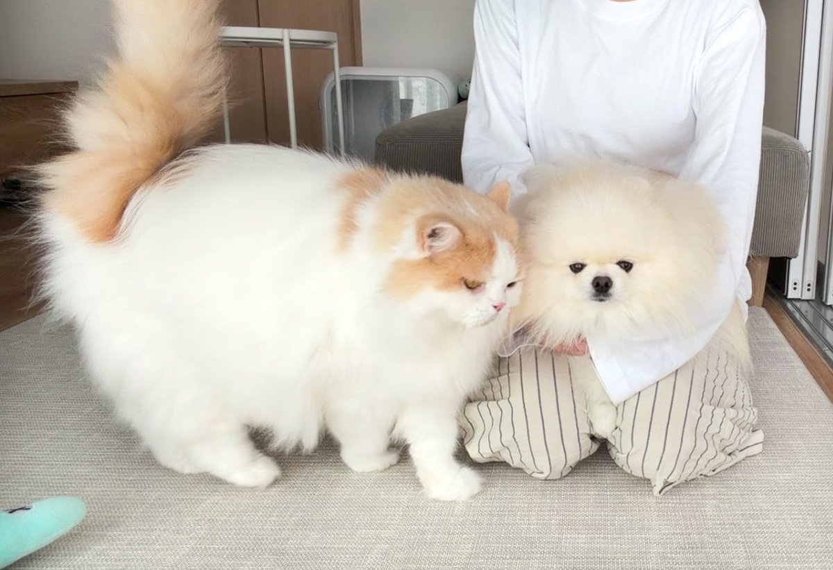 ポメラニアンのような猫 ポメラニアンだと思い込まされている」子猫 どうやって