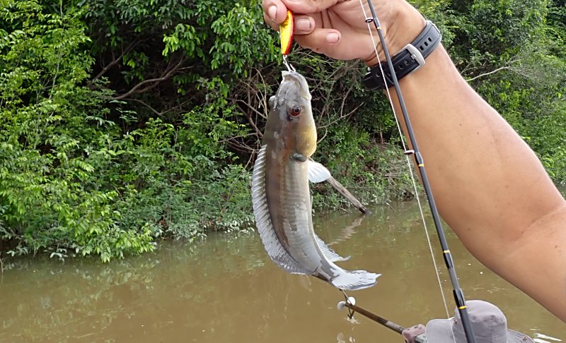 本日までセール❗️超絶希少❗️アロカシアマクロリザオーレア新葉展開中✨️ 檸檬神社@当方比低浮上 (@Iris11Azalea) / Posts / X