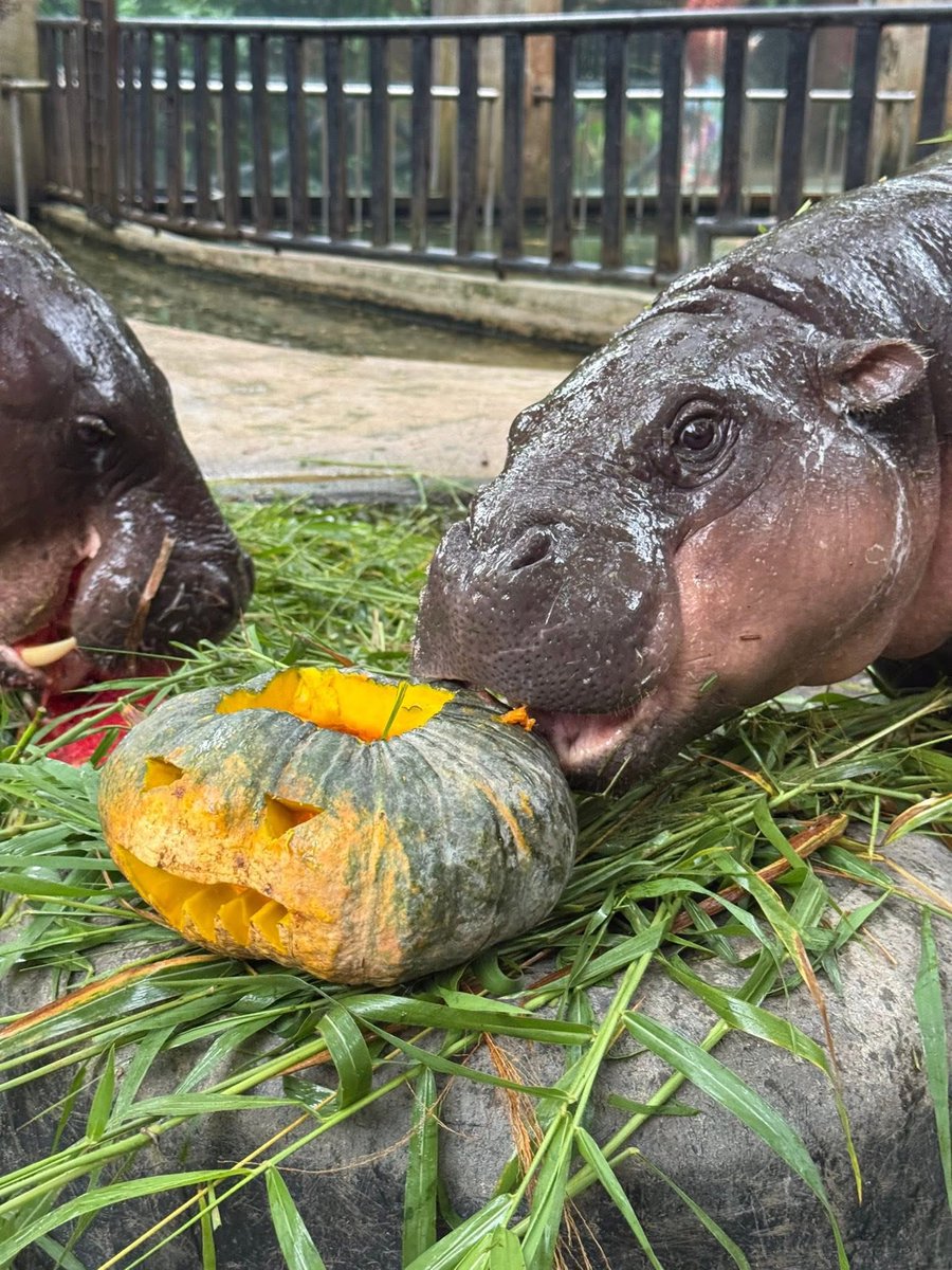 Happy Halloween from Moo Deng! 🎃👻