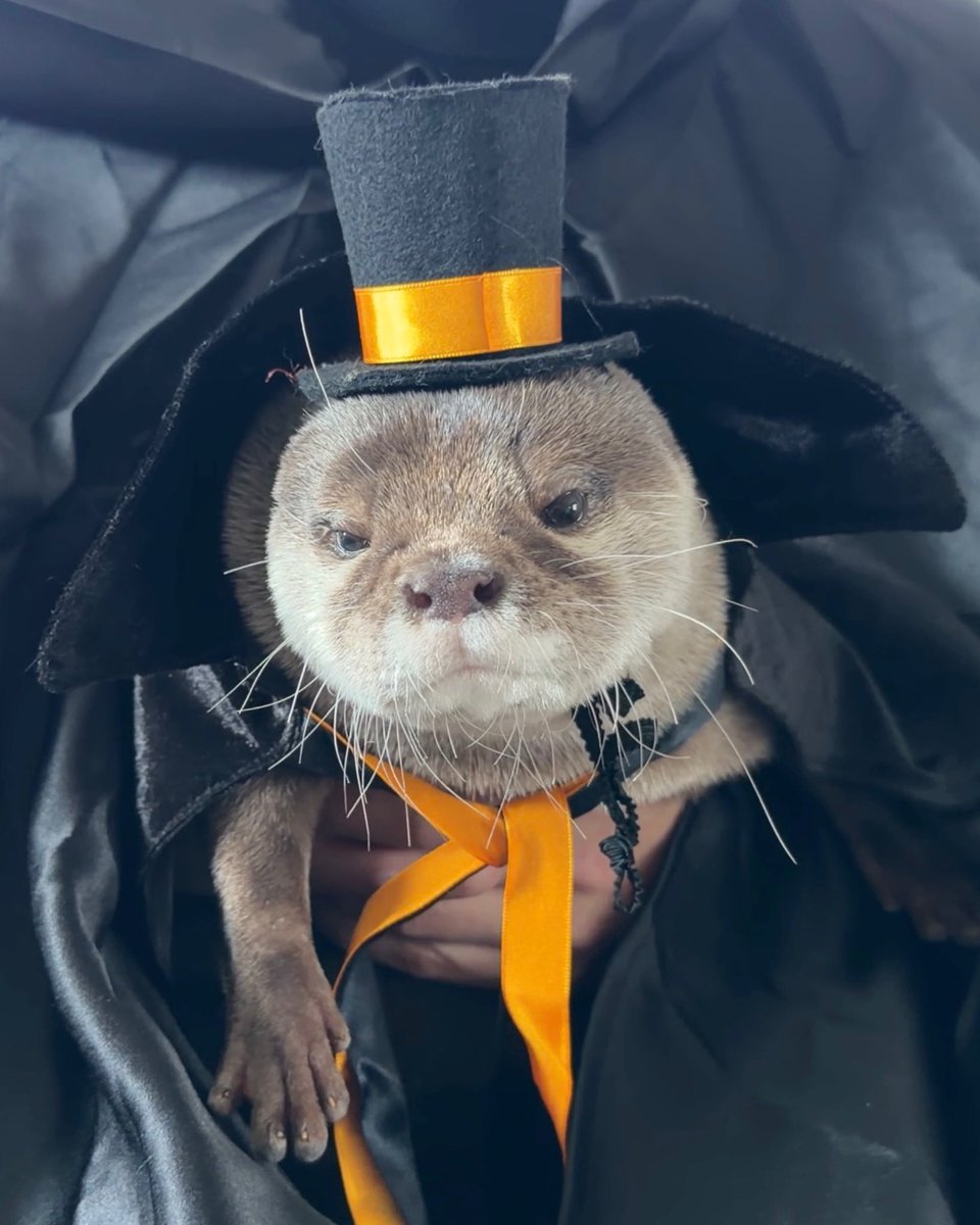 カワウソ コタロー&ハナ Otter Kotaro&Hana (@Cotsumet) / Posts / X
