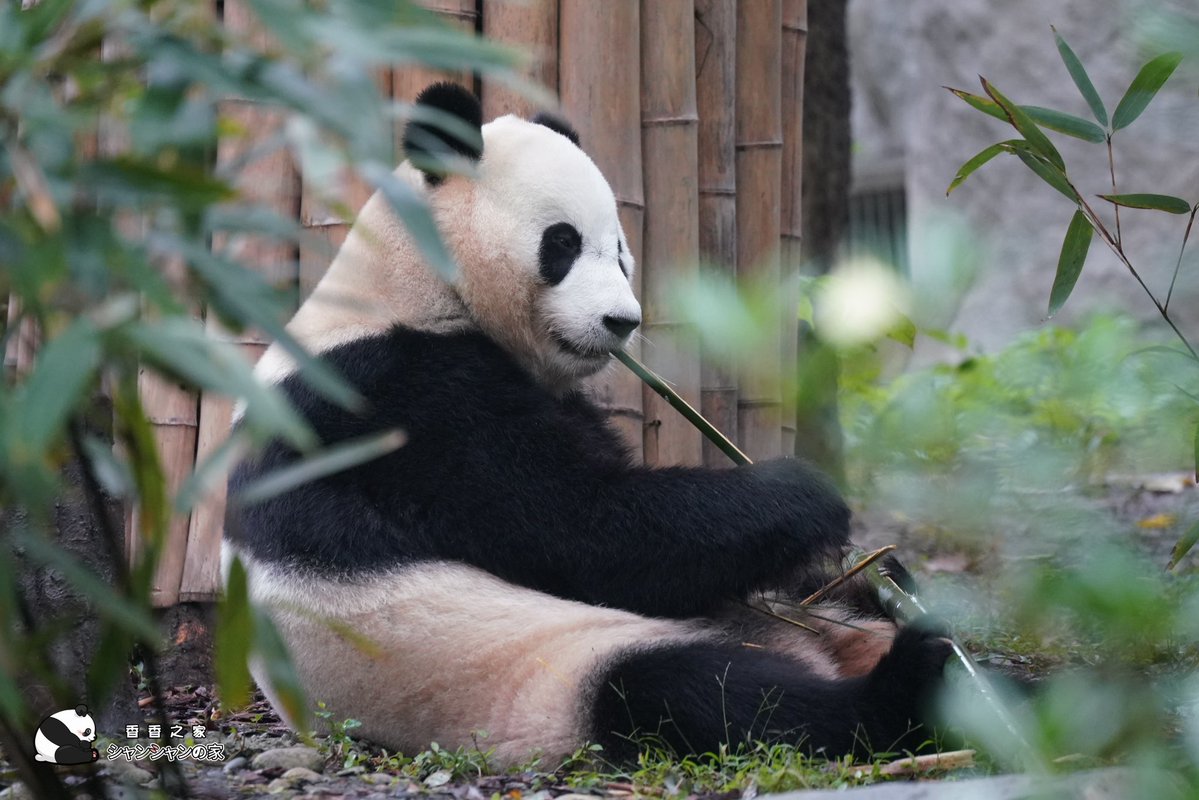 結浜の食欲は良いですね、ずっと食べ続けています。この季節の竹の味は良さそうです😋