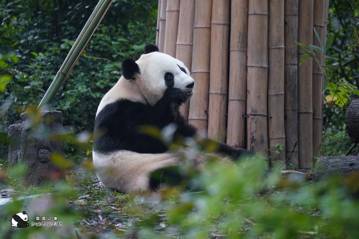 ⭐︎シャンシャンです、5本⭐︎ ⭐︎シャンシャンです、5本 シャンシャンです、5本⭐︎ 上野