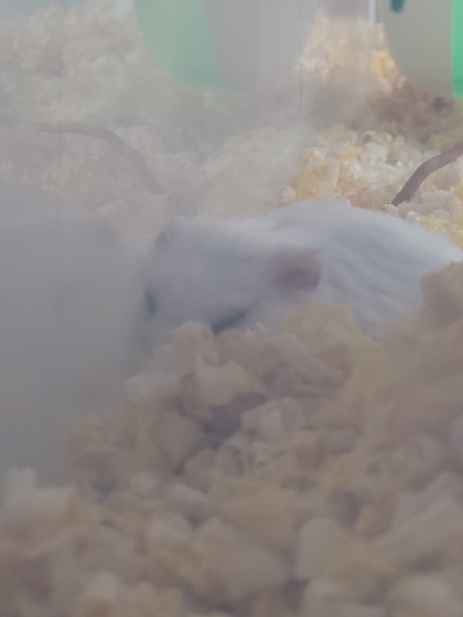 머리에 베딩 쓴채로 자길래 찍은건데 바로 털어버리는 너란 햄스터..