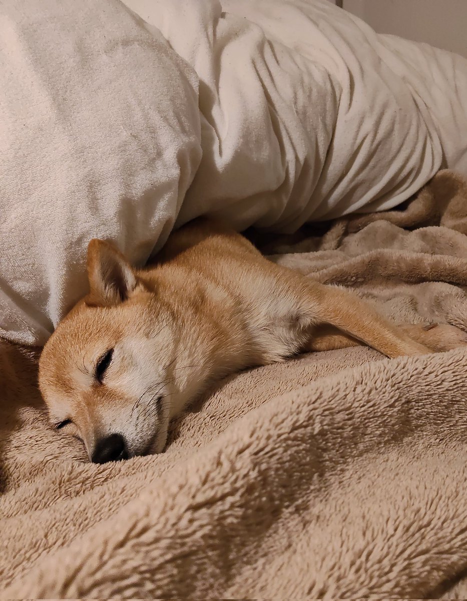 豆柴けんた (@mameshibadays) / Posts / X