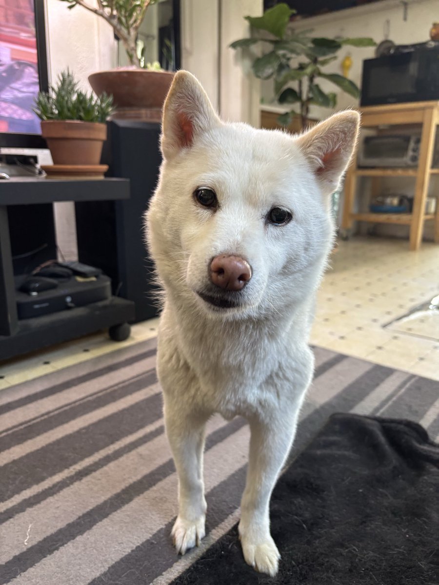 MoonfeedApe tweet media