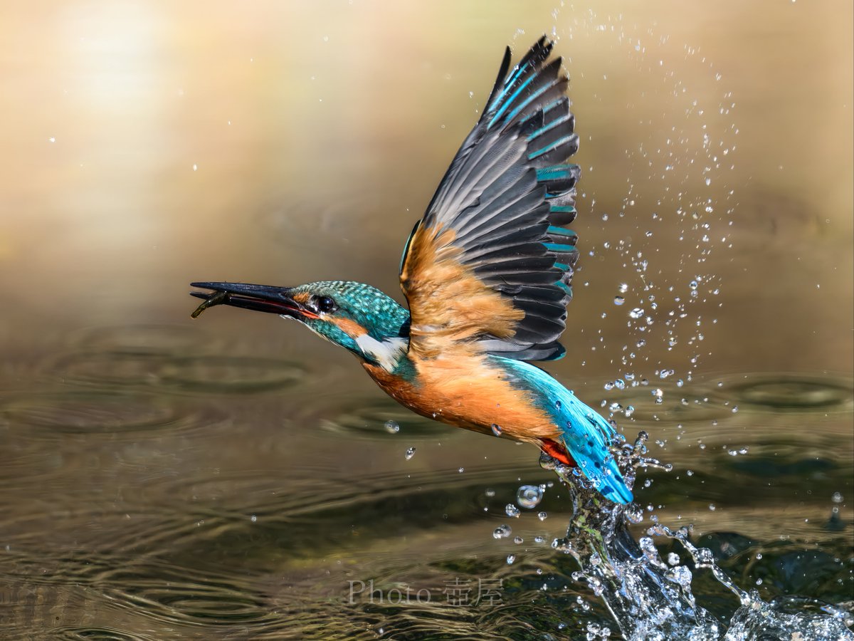 確認✧*。٩(ˊωˋ*)و✧* z9