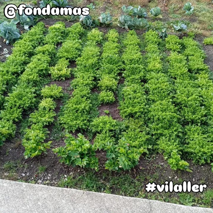📢📢 El nostre planter d'ESQUIROLA un mes i mig després de plantar-lo  🤗😋🔝
+ info i Reserves
☎️ 973 69 80 09
<a href="/fondamas/">Hotel Fonda Mas</a> #obert #vilaller #valldebarravés #altaribagorça #pirineus #lleida #cuinacasolana #productesdeproximitat #km0 #restaurant #menu #diari #hort #100anysdeFondaMas
