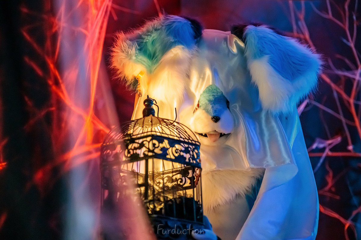 Foxy DREAM tweet media