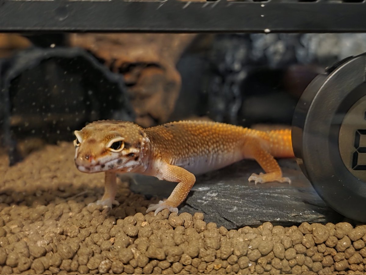 こなっこ (@KzxHana) / Posts / X