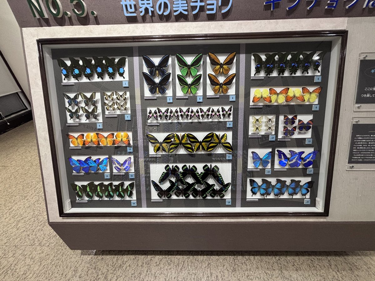 イチョウページ トップス strawberry Adidas ZX 8000