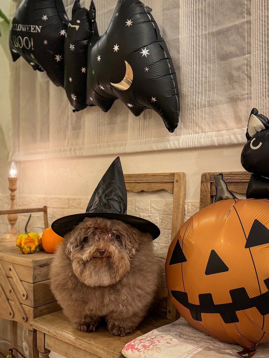 __mohu_c's tweet image. メガネかけるとダンブルドア校長になります。
（Happy Halloween）🧙🏽‍♂️