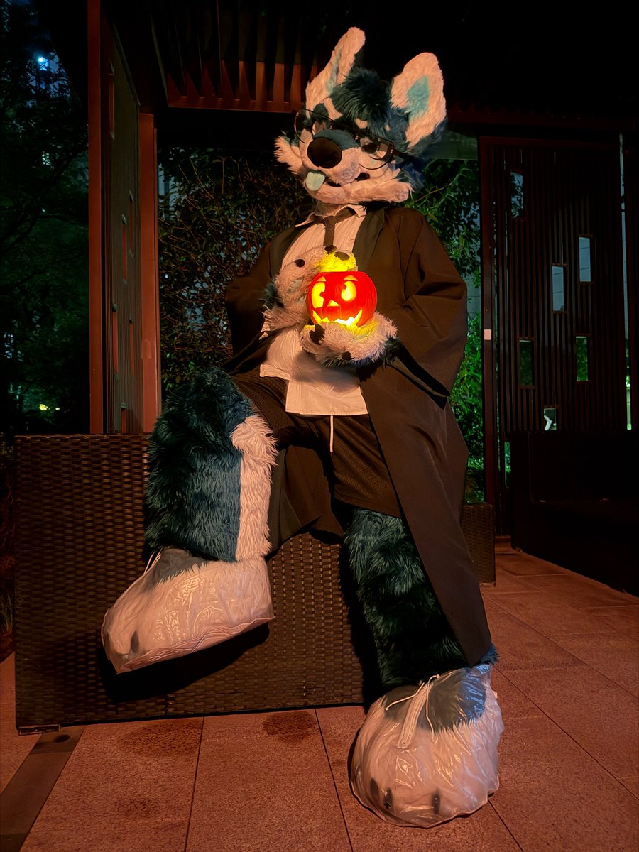 #FursuitFriday
可以给我的南瓜灯里面装点糖果吗？
#fursuit #furry #halloween