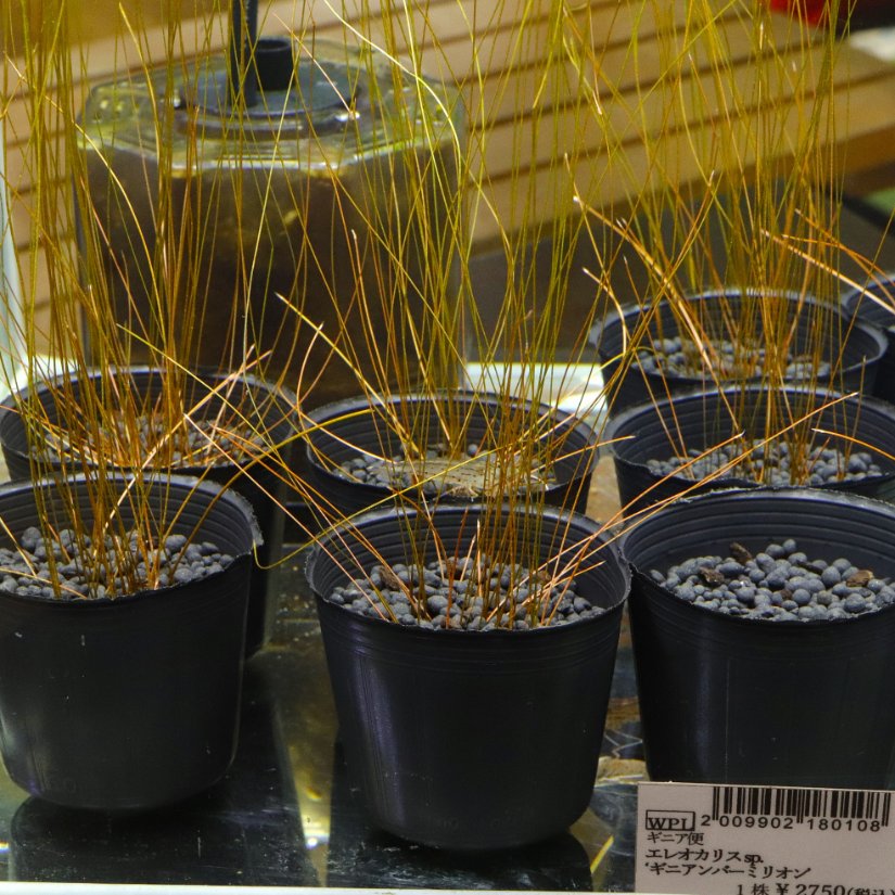 水槽 Nami GEX GEX グラスアクア スフィア N 22cm テラリウム 小型