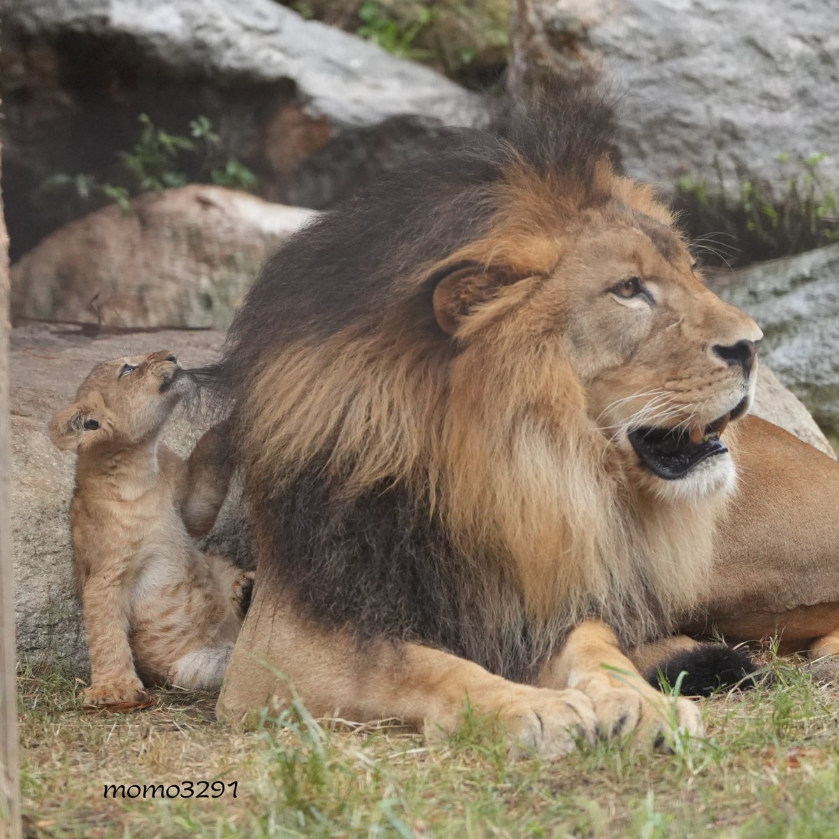 ライオンページ ライオン🦁
