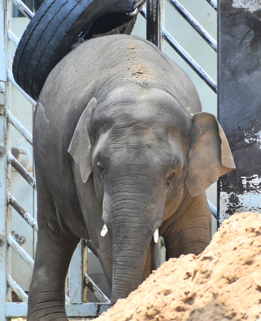一番人気❗️今月ラス2❕️手作り額付き銅版画応用絵画　「きらめきニャンコ」 額付き銅版画応用絵画 title「未来ニャンコ」 手作額付き銅版画