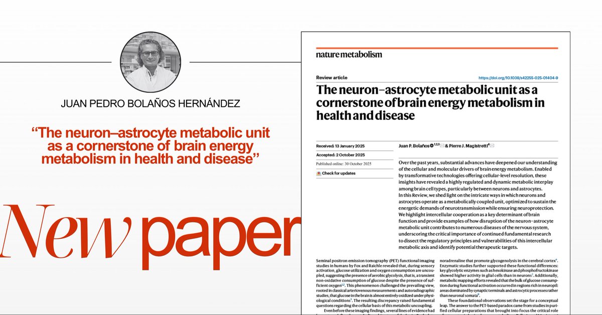 ibfg_es's tweet image. New paper published in @NatureMetabolism! 🧠✨

🥼 By our researcher Juan P. Bolaños
🧩 This study dives deep into the cellular and molecular drivers of brain energy metabolism - revealing how neurons and astrocytes work together to power the brain and protect it from disease
