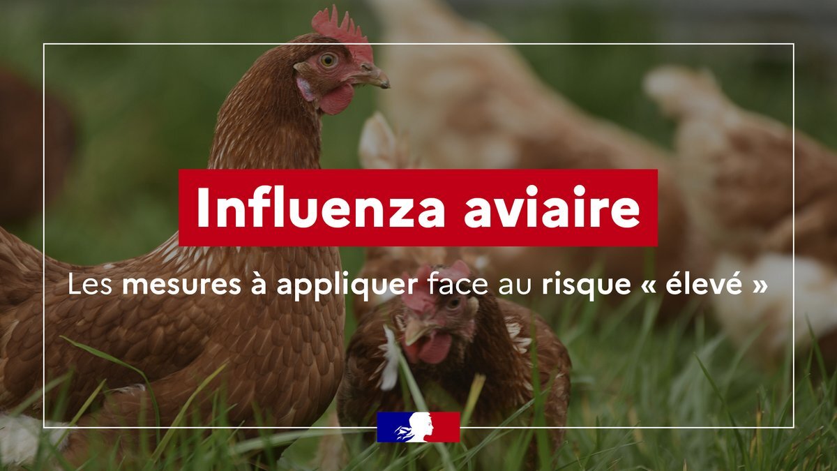 Prefet83's tweet image. #SantéAnimale | Influenza aviaire hautement pathogène #IAHP ➡ La France a placé son territoire en niveau de risque « élevé » pour renforcer la protection des élevages avicoles.
5️⃣ mesures sont essentielles pour lutter contre la diffusion du virus :
▪Mettre à l'abri les
