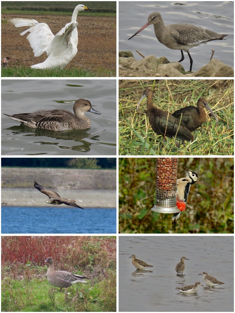 Feathered highlights for September; local patch #uptonwarren 108, all other birding patches 199 <a href="/Natures_Voice/">RSPB</a> <a href="/RSPBEngland/">RSPB England</a> <a href="/WorcsWT/">Worcs Wildlife Trust</a> <a href="/waderquest/">Wader Quest</a> #belvide <a href="/slimbridge_wild/">Slimbridge Sightings</a> <a href="/WestMidBirdClub/">West Midland Bird Club</a> <a href="/WWTWelney/">WWT Welney</a> <a href="/WWTMartinMere/">WWT Martin Mere</a> <a href="/ClewleyLouise/">Louise Greenwood</a>