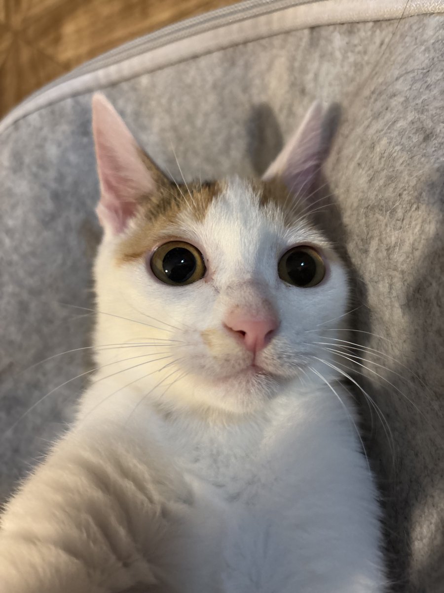 ゴンさま専用ページ❁⃘*.゜ CONVERSE ALL STAR ONIBEGIE HI PINK（コンバース オールスター