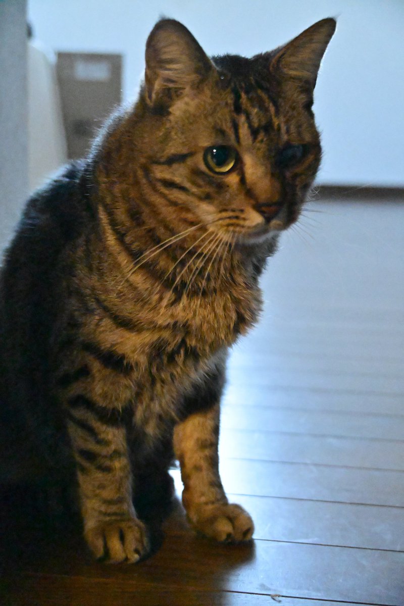 ココ&こじろー tweet media