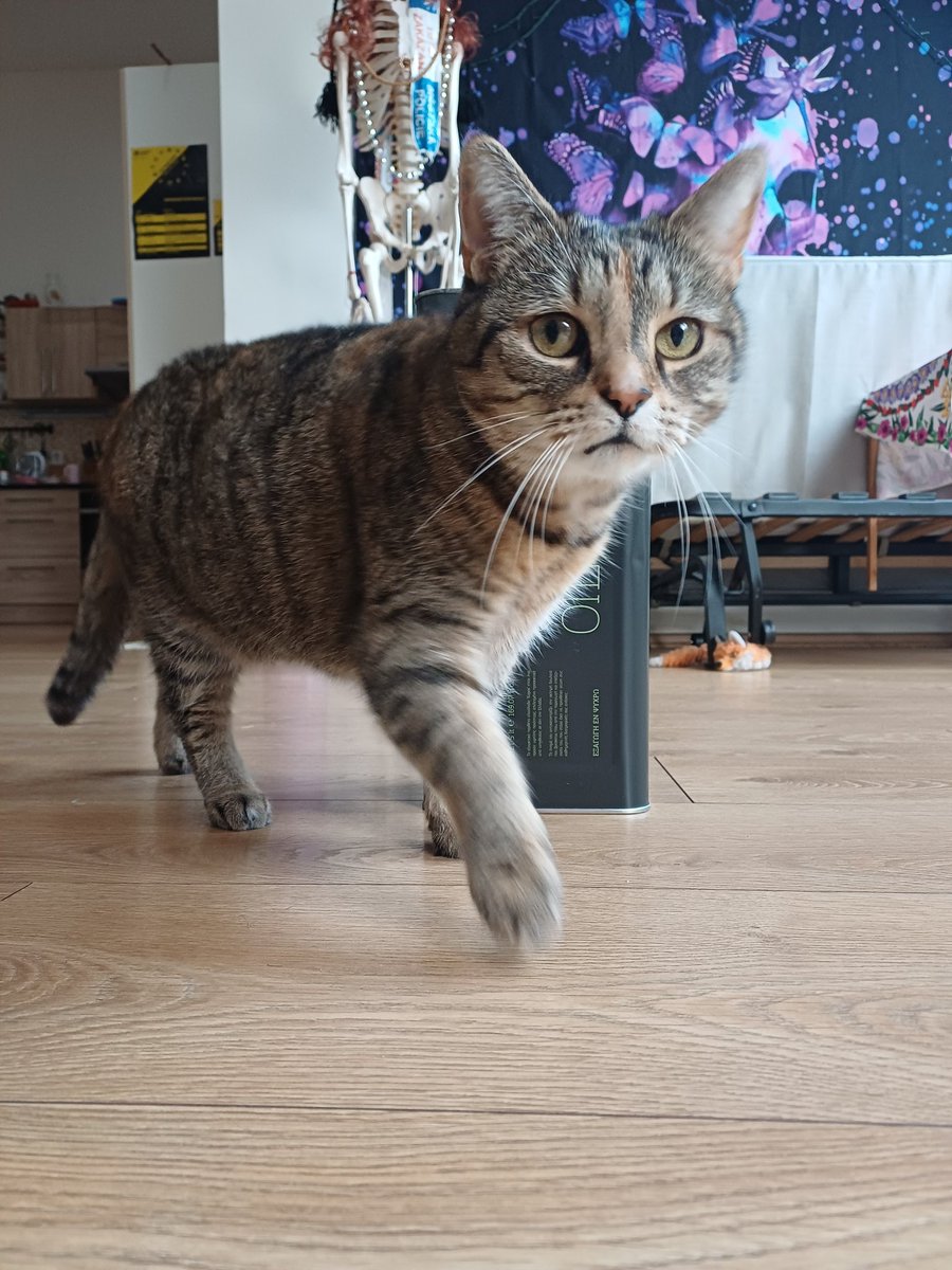 IcaChesshire's tweet image. When they say treat yourself, buyin 5 liters of olive oil is what they mean. Cats for scale included