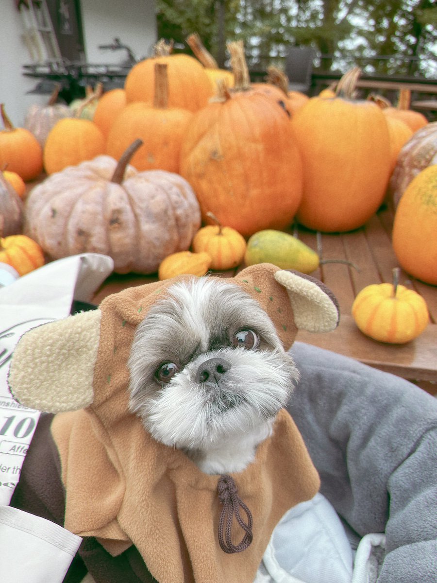 トリックオアトリート 👻
今年もイウォークになったよ🎃

#シーズー #shihtzu 
#Halloween2025 
#ハロウィン
#HappyHalloween