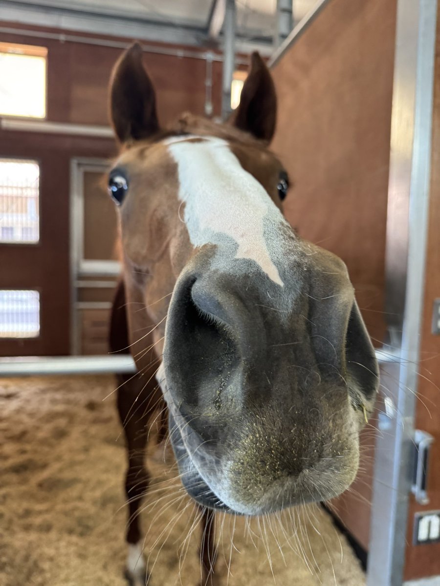 m_nagisa0930's tweet photo. 明日の東京４Ｒでデビューする

メビウスロマンスちゃん🐴💙🩶

人間が大好きだそうです☺️

かわいいー！！！

頑張ってね🙌

#Ｙ厩舎の鼻の穴シリーズ？ https://t.co/bZPcgNBexK