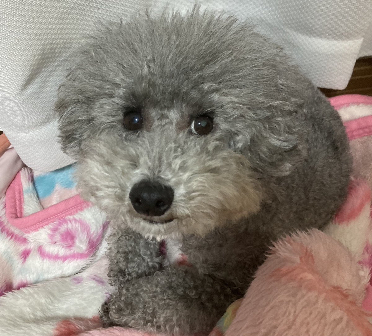 nachip29's tweet photo. かわかわ！ https://t.co/sIBt6JebzV