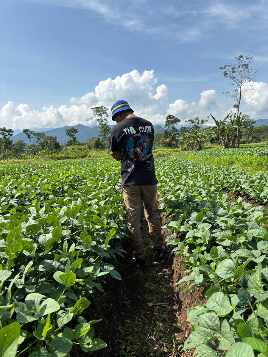 2 mimggu menuju panen, perawatan harus tambah extra.